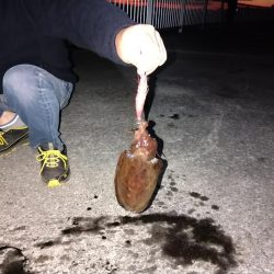 アオリイカ不発